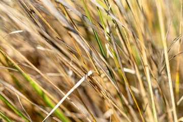 Dry grass closeup after hot summer