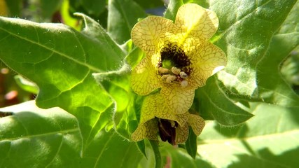 black henbane, medicine plant with flower