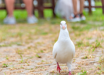 A beautiful white dove on the ground.