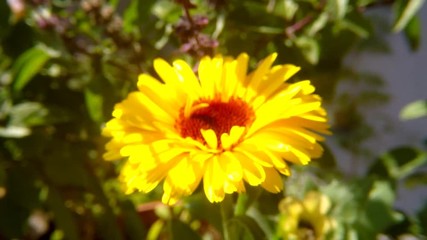 Common marigold, medicinal plant with flower
