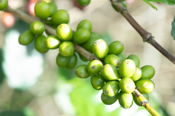 Coffee bean in coffee tree plantation.Fresh green berry of coffee in organic farm. ( selective focus )