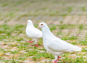 A beautiful white dove on the ground.