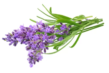 Poster lavender flowers isolated on white background. bunch of lavender flowers. © Dmytro