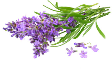 lavender flowers isolated on white background. bunch of lavender flowers.