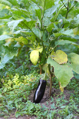 ripe eggplant on a bush close-up
