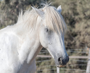 Obraz premium cheval de camargue