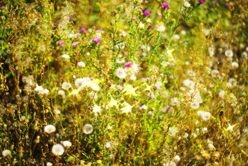  field of wild white dandelions in a field of beautiful grass on a green blurred summer bokeh background in the sun