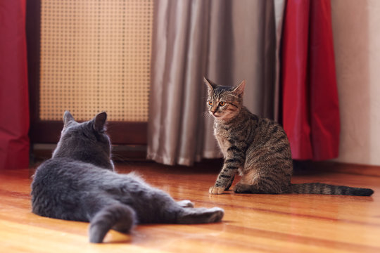 Two Cats Communicate Or Play At Home. One Is Of Tabby Color, Sitting With Displeased Face Expression; Second One Is Grey, Lying After Fighting. Indoors, Copy Space.