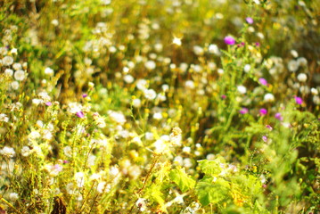  field of wild white dandelions in a field of beautiful grass on a green blurred summer bokeh background in the sun