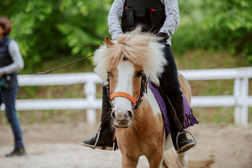 Close up of Caucasian girl with protective vest on riding cute white and brown pony horse. Sunny...
