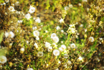  field of wild white dandelions in a field of beautiful grass on a green blurred summer bokeh background in the sun