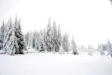 winter landscape with fir trees on a field