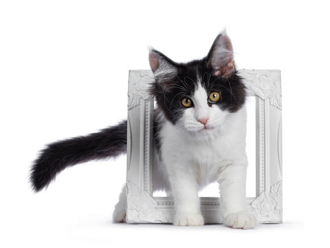 Cute black / white harlequin Maine Coon cat kitten, standing through white photo frame. Looking straight ahead with bright eyes. Isolated on white background.