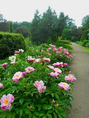 flowers in the garden