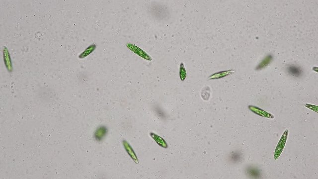 Euglena is a genus of single-celled flagellate Eukaryotes under microscopic view for education.