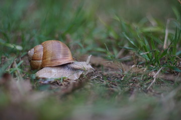 Escargot en forêt. Helix pomatia