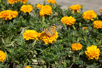 yellow flowers in garden