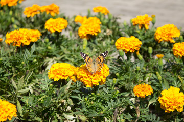 yellow flowers in garden