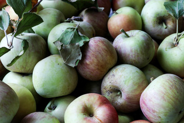 Organic natural fresh apple fruits