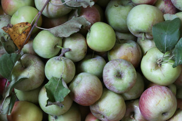 Organic natural fresh apple fruits