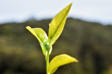 Tea leaves