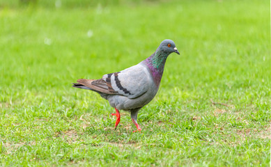 Beautiful grey doveon on the green grass