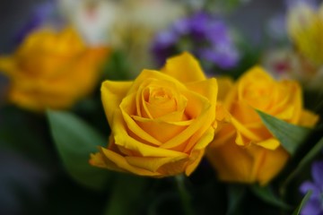 yellow rose in the garden
