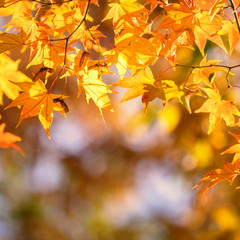 Beautiful maple leaves in autumn sunny day in foreground and blurry background in Kyushu, Japan. No people, close up, copy space, macro shot.