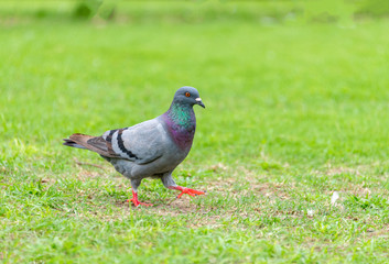 Beautiful grey doveon on the green grass