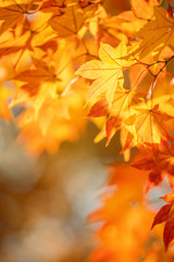 Beautiful maple leaves in autumn sunny day in foreground and blurry background in Kyushu, Japan. No...