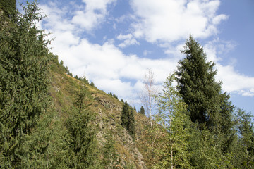 trees in mountains
