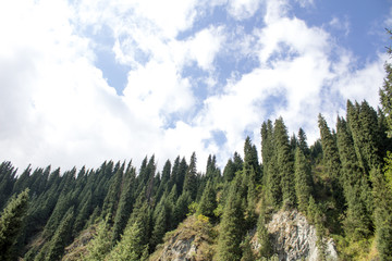 Obraz premium forest in the mountains