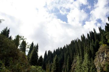 trees in the mountains