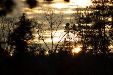 sunset in the forest