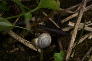 snail on a leaf