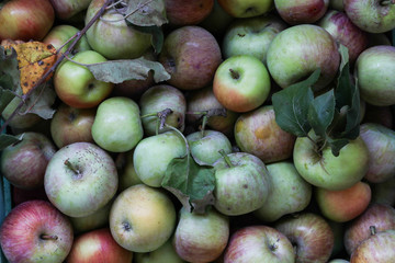 organic fresh natural apple fruits
