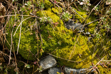 stream in forest