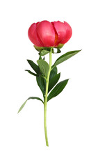 Fototapeta premium Coral peony flower with green leaves