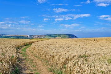 Fototapeta premium Wheat fields to Staithes, along the Cleveland Way, North Yorkshire, England.jpg