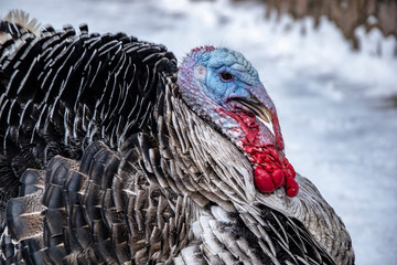 big turkey in the snow