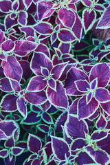 Decorative Floral Background of Coleus Plant Colored Nettle Leaves Painted Nettle - Latin: Solenostemon scutellarioides