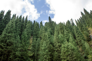 forest in the mountains