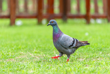 Beautiful grey doveon on the green grass