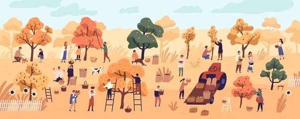 Smiling people gathering fruits in orchard or at farm. Cute happy young men and women picking apples in garden. Autumn harvest, seasonal agricultural work. Flat cartoon colorful vector illustration.