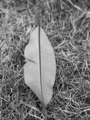  Black and white leaf in garden.