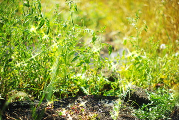 green moss in the forest