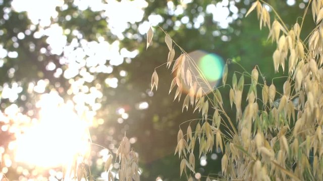 Growing oats in rays of sunlight.  Horizontal (from left to right) pan.