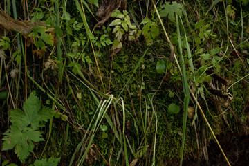 grass with water drops