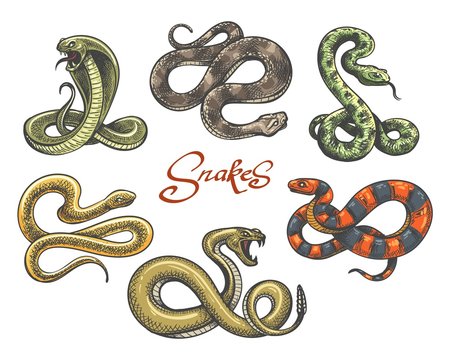 Snake tattoo set