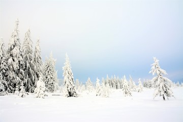 a field with sparse pine in winter